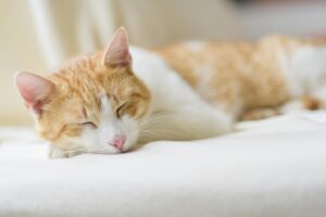 Adorable ginger cat sleeping peacefully on a soft bed indoors. Perfect depiction of relaxation.